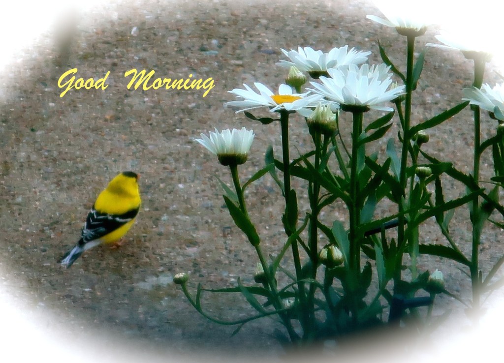 Good Morning